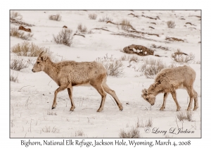 Bighorns