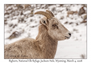 Bighorn