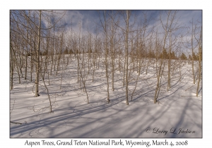 Aspen Trees