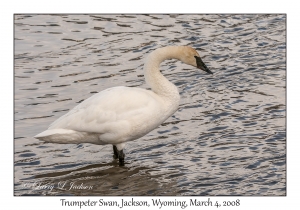 Trumpeter Swan