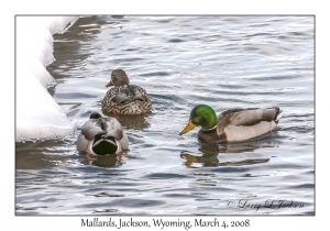 Mallards