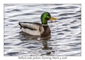 Mallard