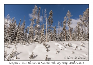 Lodgepole Pines