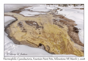 Thermophilic Cyanobacteria