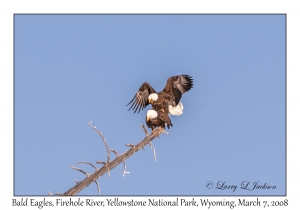 Bald Eagles