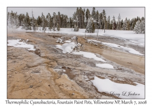 Thermophilic Cyanobacteria