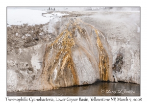 Thermophilic Cyanobacteria