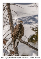 Bald Eagle