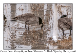 Canada Geese