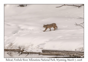 Bobcat