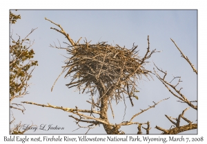 Bald Eagle nest