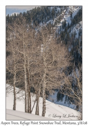 Aspen Trees