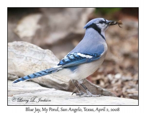 Blue Jay