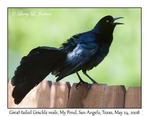 Great-tailed Grackle, male