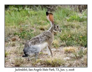 Jackrabbit