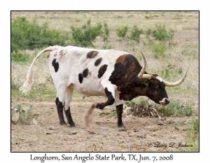 Longhorn