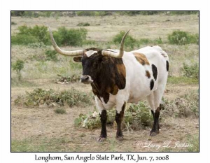 Longhorn