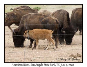 American Bison