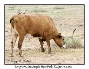 Longhorn