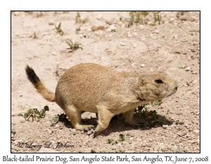 Black-tailed Prairie Dog