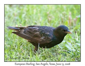 European Starling