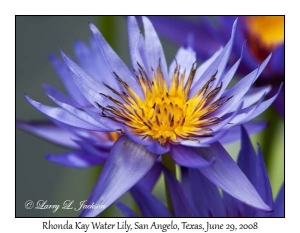 Rhonda Kay Water Lily