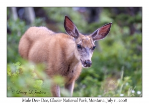 Mule Deer Doe