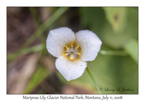 Mariposa Lily