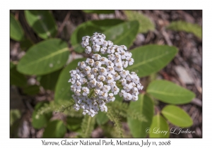 Yarrow