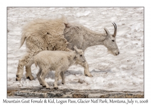 Mountain Goat Female & Kid