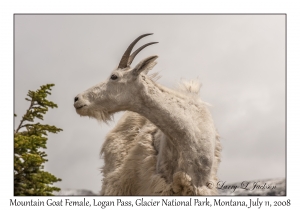 Mountain Goat Female