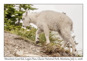 Mountain Goat Kid