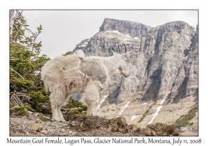 Mountain Goat Female