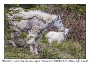 Mountain Goat Female & Kid