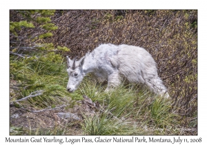 Mountain Goat Yearling