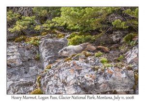 Hoary Marmot