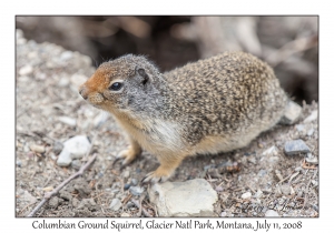 Columbian Ground Squirrel