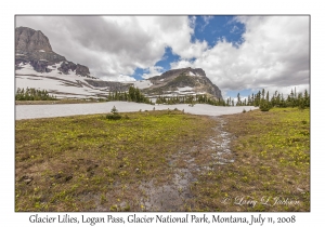 Glacier Lilies