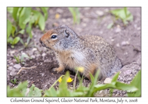 Columbian Ground Squirrel