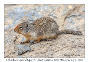 Columbian Ground Squirrel