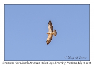 Swainson's Hawk