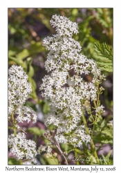 Northern Bedstraw