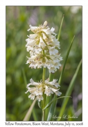 Yellow Penstemon