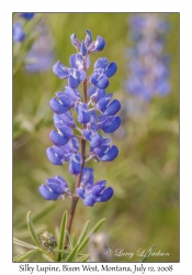 Silky Lupine