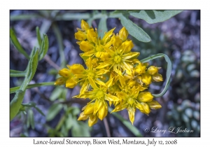 Lance-leaved Stonecrop