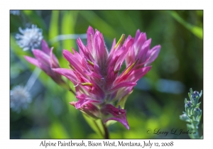 Alpine Paintbrush