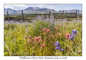 Wildflowers