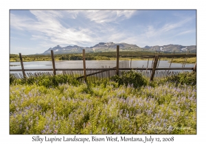 Silky Lupines