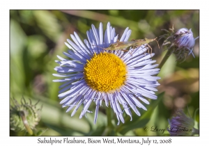 Subalpine Fleabane