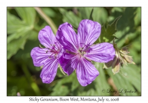 Sticky Geranium